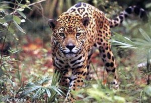 jaguar