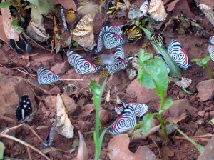 butterflies