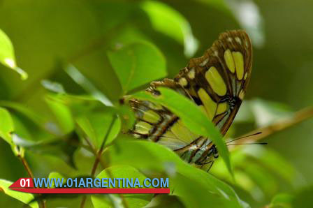 Butterflies in iguazu