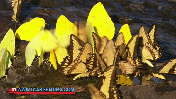 Butterflies in iguazu